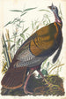 Dindon sauvage - John James Audubon — vista dell’opera