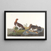 Lagopède des saules ou grand tétras - John James Audubon — quadro incorniciato alla parete