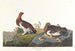 Lagopède des saules ou grand tétras - John James Audubon — vista dell’opera