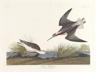 Phalarope di Wilson - John James Audubon — vista dell’opera