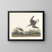 Phalarope di Wilson - John James Audubon — quadro incorniciato alla parete