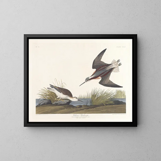 Phalarope di Wilson - John James Audubon — quadro incorniciato alla parete