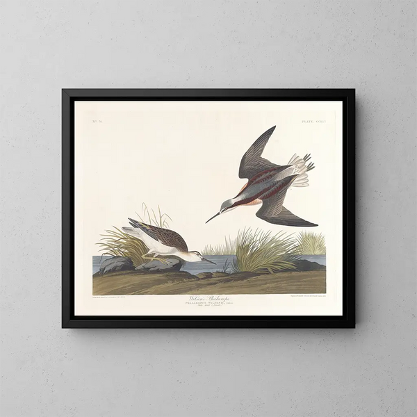 Phalarope di Wilson - John James Audubon — quadro incorniciato alla parete