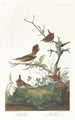 Troglodyte d'hiver - John James Audubon — vista dell’opera