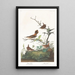 Troglodyte d'hiver - John James Audubon — quadro incorniciato alla parete