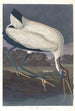 Ibis des bois - John James Audubon — vista dell’opera