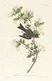 Pioui des bois - John James Audubon — vista dell’opera