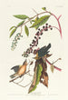 Paruline vermivore - John James Audubon — vista dell’opera