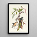 Paruline vermivore - John James Audubon — quadro incorniciato alla parete