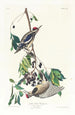Pic maculé - John James Audubon — vista dell’opera