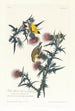 Chardonneret jaune ou Chardonneret d'America - John James Audubon — vista dell’opera