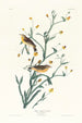 Paruline à croupion jaune - John James Audubon — vista dell’opera