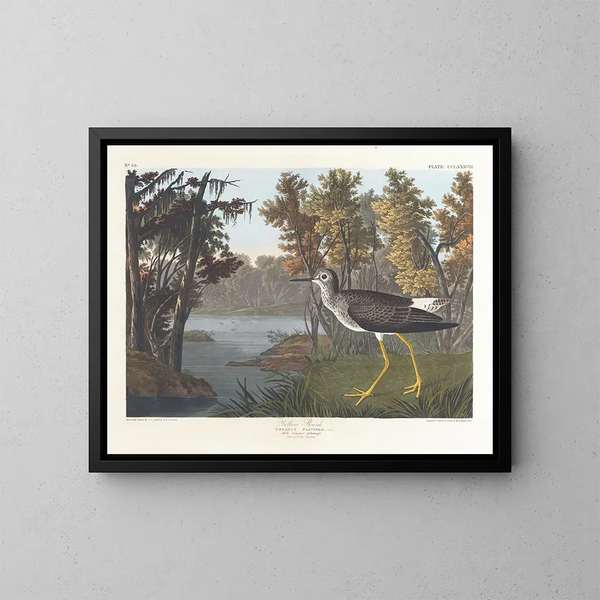 Pied jaune - John James Audubon — quadro incorniciato alla parete