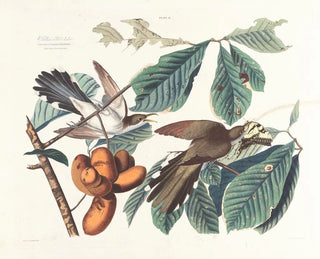 Coucou à bec jaune - John James Audubon — vista dell’opera