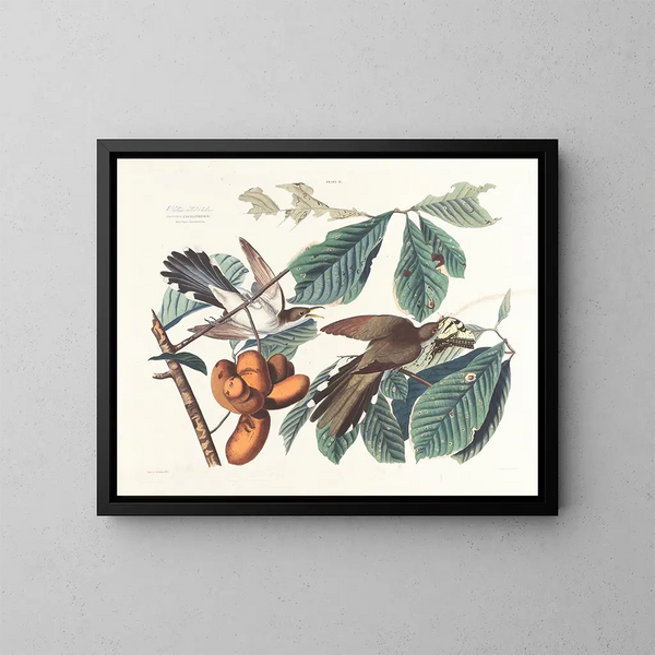 Coucou à bec jaune - John James Audubon — quadro incorniciato alla parete