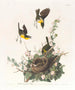 Paruline polyglotte - John James Audubon — vista dell’opera