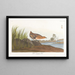 Râle à poitrine jaune - John James Audubon — quadro incorniciato alla parete