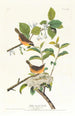 Paruline à poitrine jaune - John James Audubon — vista dell’opera