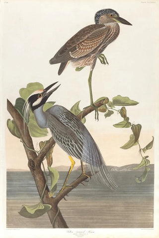John James Audubon - Yellowcrowned heron.webp