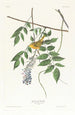 Paruline à calotte jaune - John James Audubon — vista dell’opera