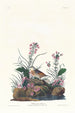 Bruant à ailes jaunes - John James Audubon — vista dell’opera