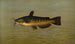 Il Chabot Commun o Pesce gatto Cornu Amiurus nebulosus - John L. Petrie — vista dell’opera