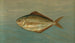 Il pesce-dollaro o pesce-burro, Rhombus triacanthus - John L.. Petrie — vista dell’opera
