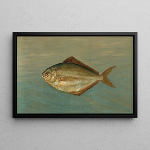 Il pesce-dollaro o pesce-burro, Rhombus triacanthus - John L.. Petrie — quadro incorniciato alla parete