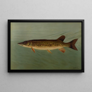 John L Petrie - The Eastern or Banded Pickerel Lucius reticulatus.webp