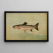 La Truite della Rivière Kern Salmo irideus gilberti - John L. Petrie — quadro incorniciato alla parete