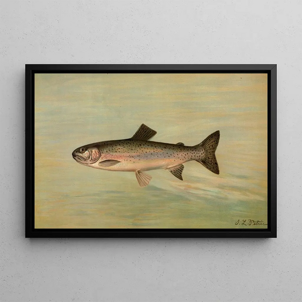 La Truite della Rivière Kern Salmo irideus gilberti - John L. Petrie — quadro incorniciato alla parete