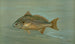 Le Kingfish Whiting o Barb Mentichirrhus nebulosus - John L.. Petrie — vista dell’opera