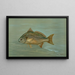 Le Kingfish Whiting o Barb Mentichirrhus nebulosus - John L.. Petrie — quadro incorniciato alla parete
