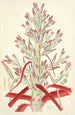 Collectanea botanica Pl01 - John Lindley — vista dell’opera