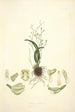 Collectanea botanica Pl02 - John Lindley — vista dell’opera
