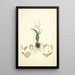 Collectanea botanica Pl02 - John Lindley — quadro incorniciato alla parete