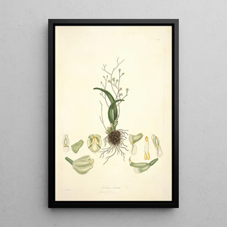 John Lindley - Collectanea botanica Pl02.webp