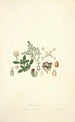 Collectanea botanica Pl04 - John Lindley — vista dell’opera