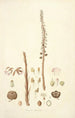 Collectanea botanica Pl05 - John Lindley — vista dell’opera