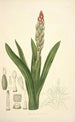 Collectanea botanica Pl08 - John Lindley — vista dell’opera