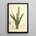 Collectanea botanica Pl08 - John Lindley — quadro incorniciato alla parete