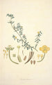 Collectanea botanica Pl10 - John Lindley — vista dell’opera