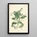 Collectanea botanica Pl13 - John Lindley — quadro incorniciato alla parete