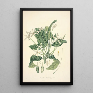 John Lindley - Collectanea botanica Pl13.webp