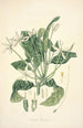 Collectanea botanica Pl13 - John Lindley — vista dell’opera