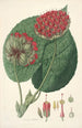 Collectanea botanica Pl14 - John Lindley — vista dell’opera