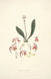Collectanea botanica Pl15 - John Lindley — vista dell’opera