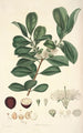 Collectanea botanica Pl16 - John Lindley — vista dell’opera