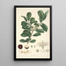 Collectanea botanica Pl16 - John Lindley — quadro incorniciato alla parete