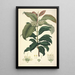 Collectanea botanica Pl18 - John Lindley — quadro incorniciato alla parete